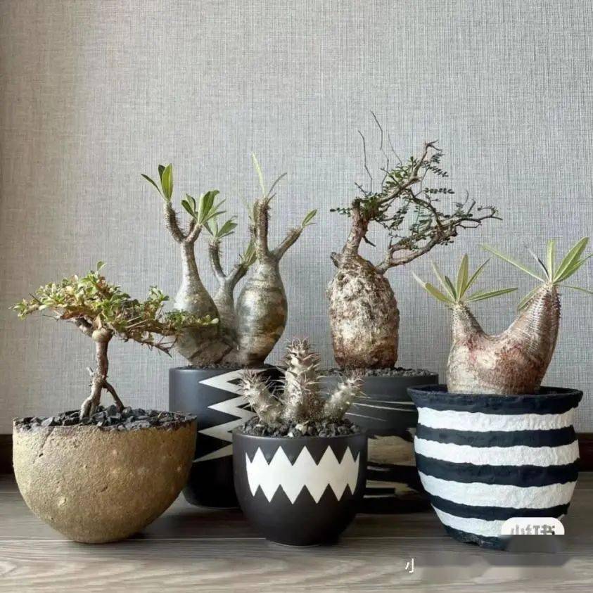 潮流圈开始 炒 植物了 花盆竟高达三四万 块根 泷泽 价格