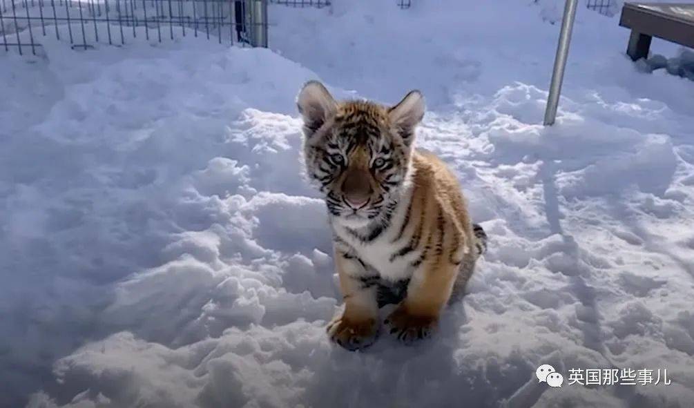 人类救下超迷你小奶虎,记录它一天天成长,立耳朵也太可爱了_达什_老虎