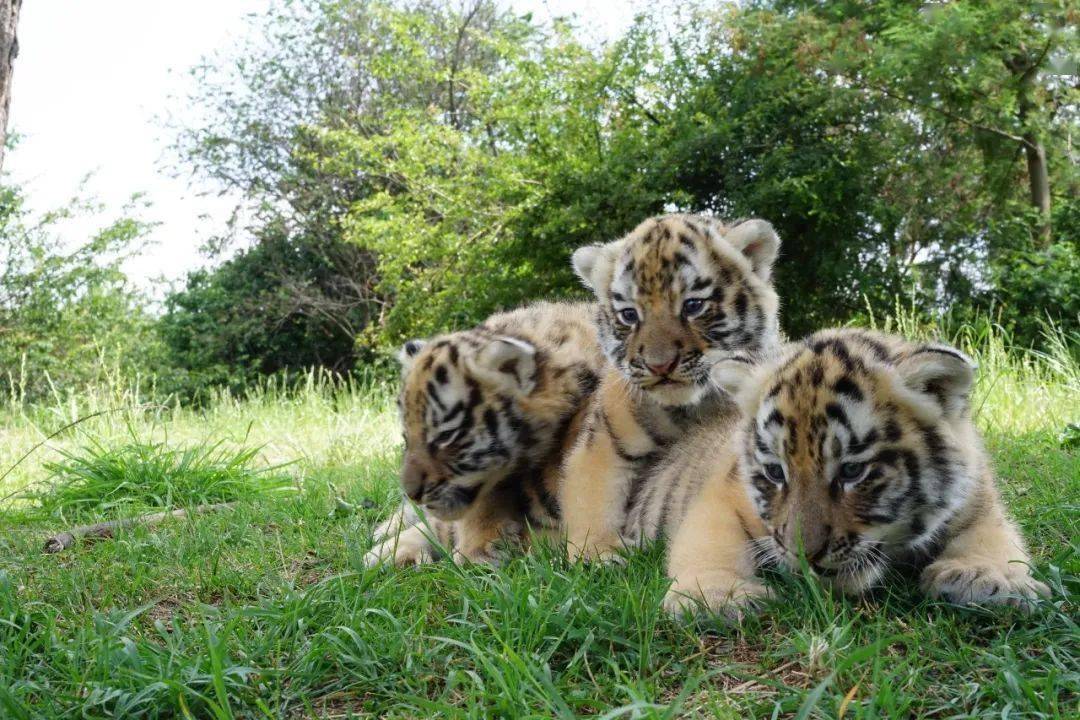 狮虎山庄"一起驶向更广阔的虎生梦想已起航"季业毕兽萌三只萌兽的