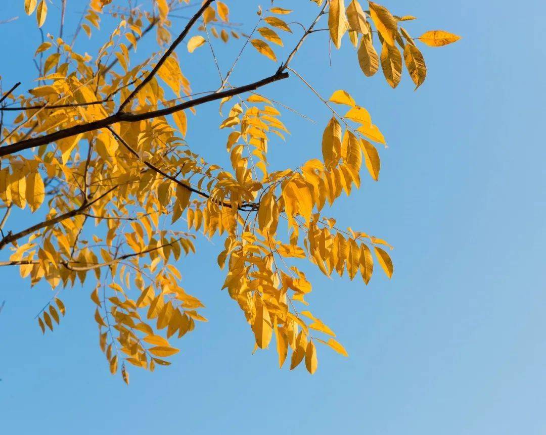 无患子树:秋色满园_龙湾_绿化_温州