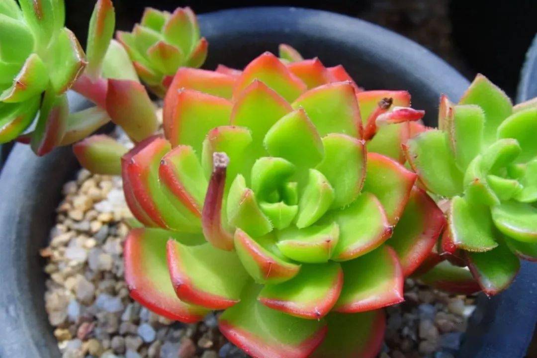 寒冷的冬季怎么把多肉蒂亚养得白白胖胖从这3点入手