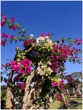 大美花都,醉美竹洞_盆景_赤坭鎮_時光