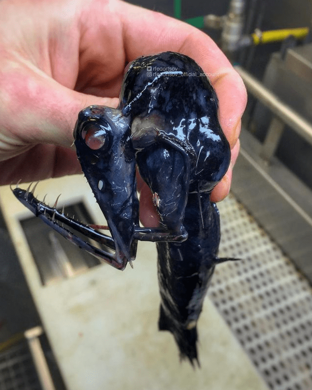 俄罗斯渔夫多年来不断捕到怪奇深海生物感受来自深渊的恐惧