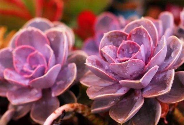 多肉紫珍珠 虽是粉紫色系多肉里的 灰姑娘 但好养 易度夏 叶片 叶色 品种