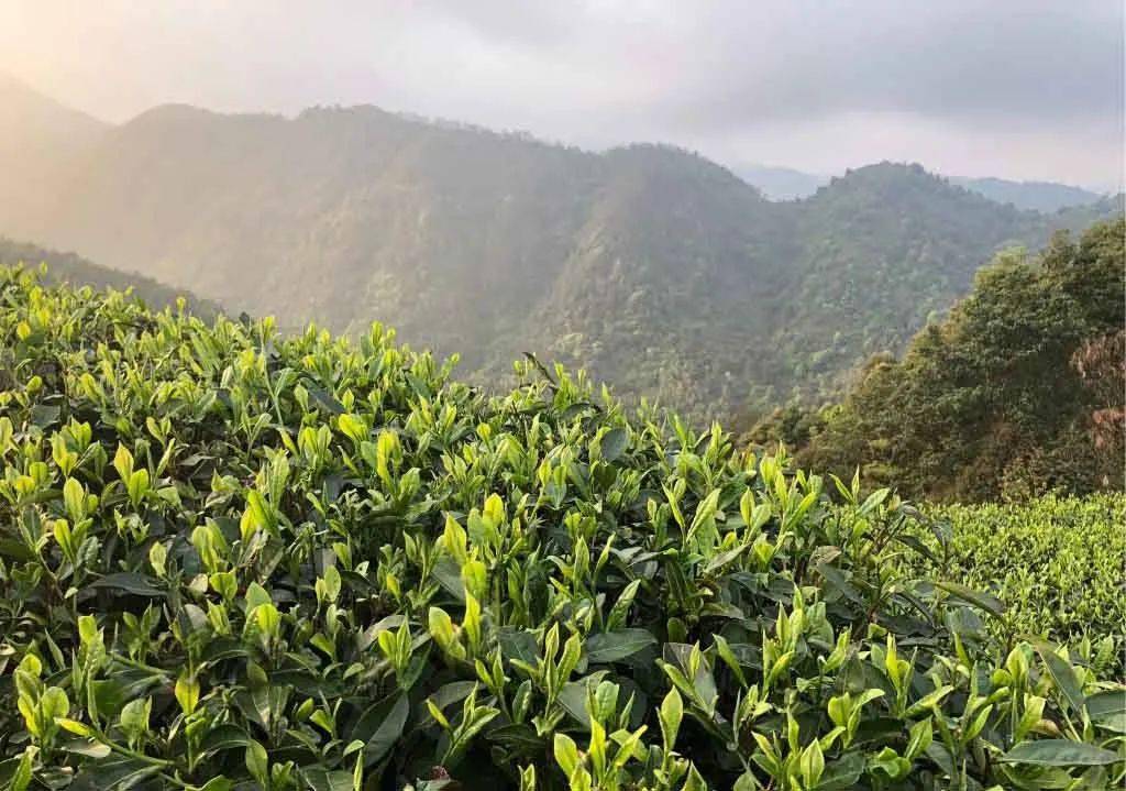 寻茶之旅见证真正的福鼎磻溪白茶