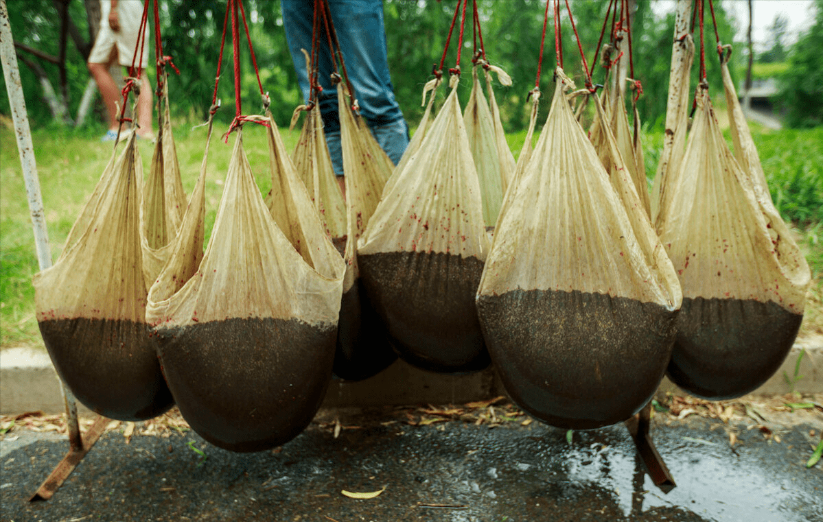 掠夺式捞红虫,到底为何被罚?_捕捞_淤泥_摇蚊