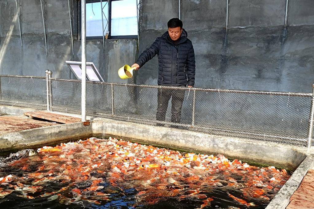 养殖户马传升正在喂鱼.(实习生门杰伟 摄)