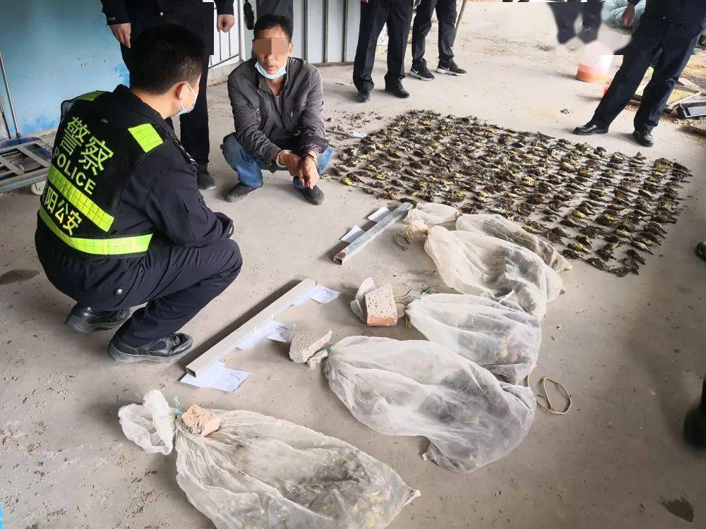 宾阳特大非法猎捕野生动物案,禾花雀,"三有"动物572只,一人被拘!
