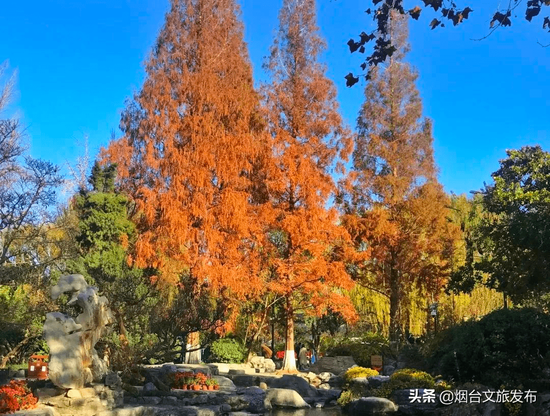 泉城|刷爆全网！山东这8处的水杉林，让你不出省就能打卡川西秘境！