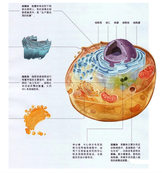 生物 高中生物中那些重要的细胞结构图 高清详细版 植物 物质 线粒体