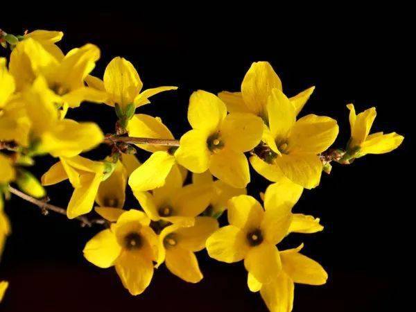 大连"市树,市花",等你来投!