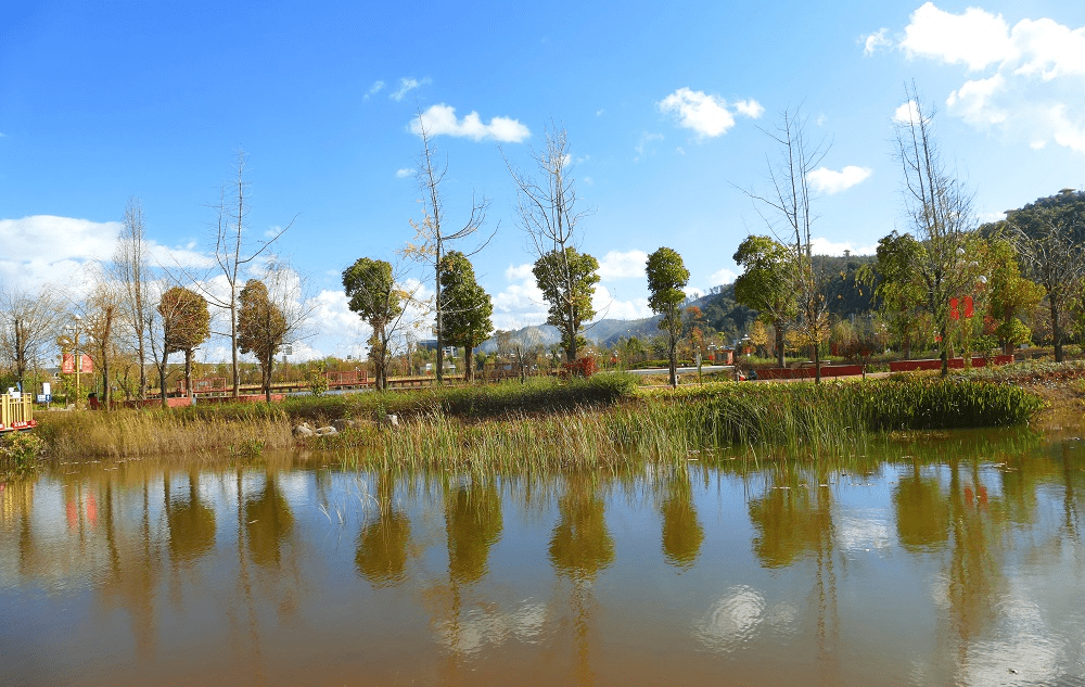 南华土城桥湿地公园良好生态环境引来野鸭安家