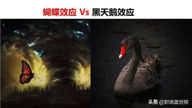 动物世界教给你的企业发展历_黑天鹅事件_蜘蛛_不连续性