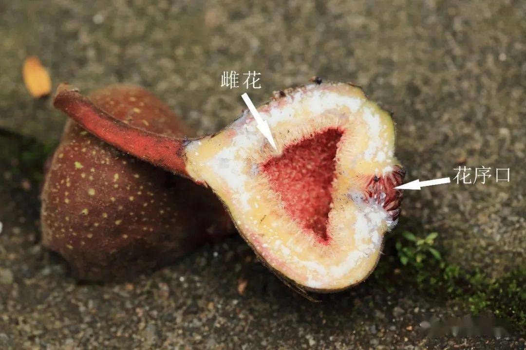 榕树与榕小蜂的共生关系丨“琪林科学讲坛”第49期回顾_于慧_研究_植物园