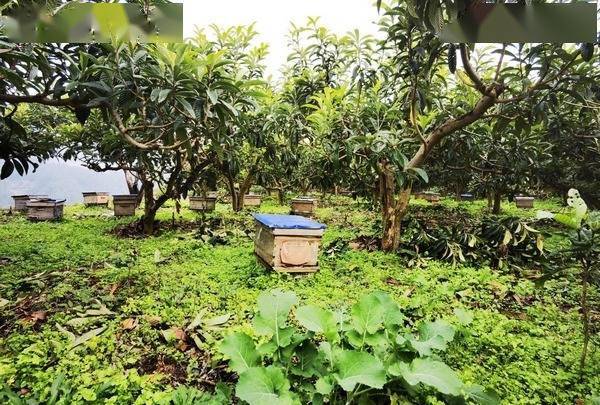 开阳县禾丰乡 依托好生态日子比 蜜 甜 杨建国 养蜂 蜂蜜