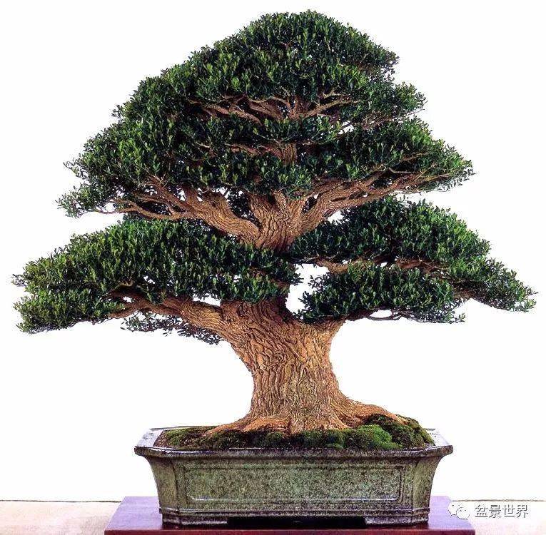 第一名:黄杨_盆景_黄泗山_台湾