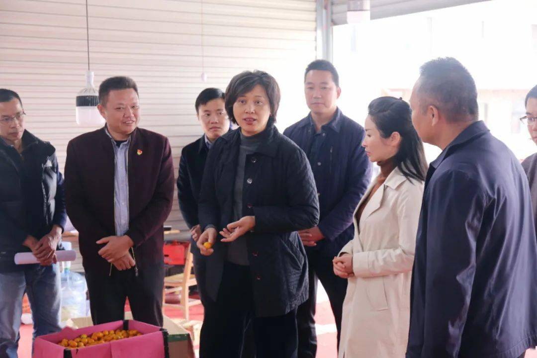 12月8日,桂林市副市长赵奇玲带队到白沙镇百里新村调研金桔产业发展及