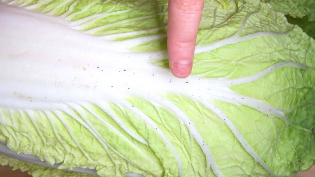 健康养生长黑点的大白菜能吃吗娃娃菜是转基因大白菜吗