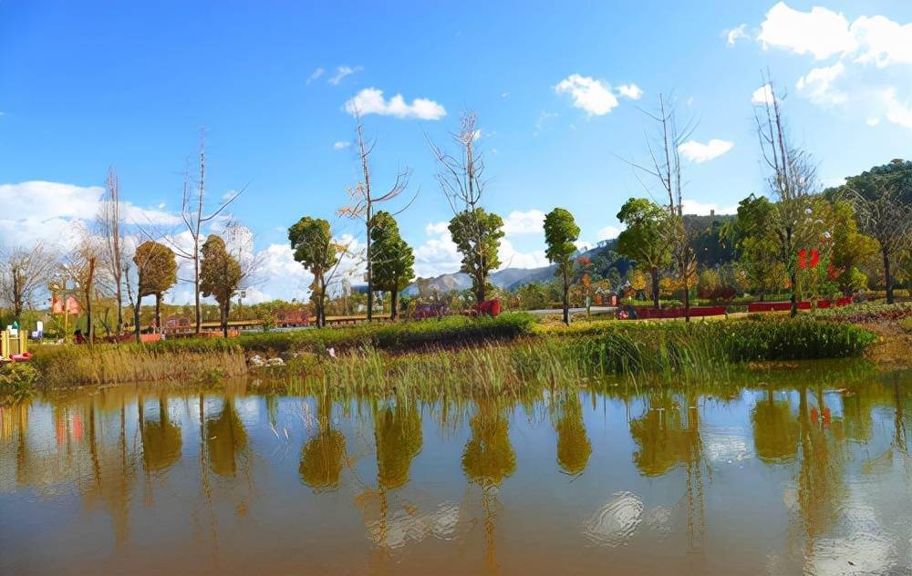 南华县土城桥湿地公园良好生态环境引来野鸭"安家"