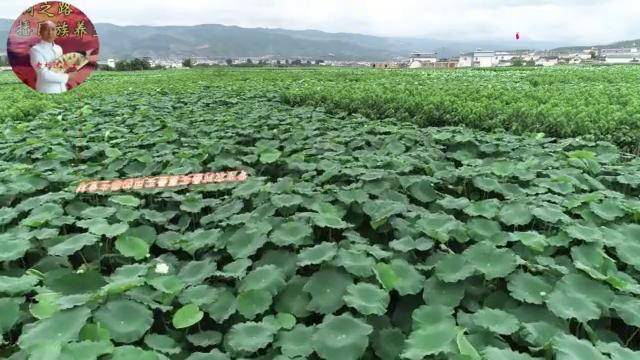 农村野菜狗地芽你知道它的真名吗