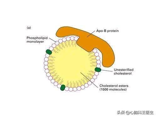 载脂蛋白b偏高的危害图片