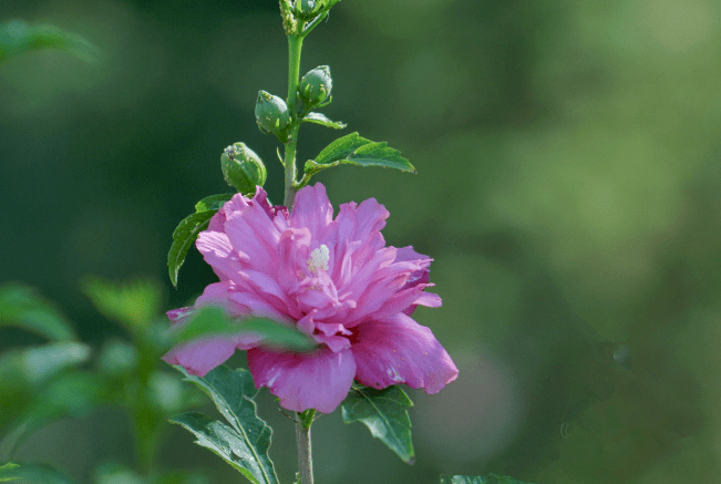 散文】木槿花开‖唐雪元_手机搜狐网