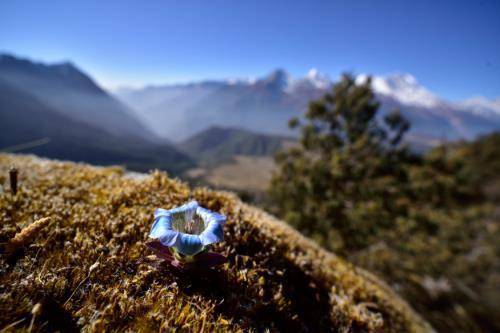 寒冷冬季 植物也有自己的过冬绝招 极地 温度 高山之