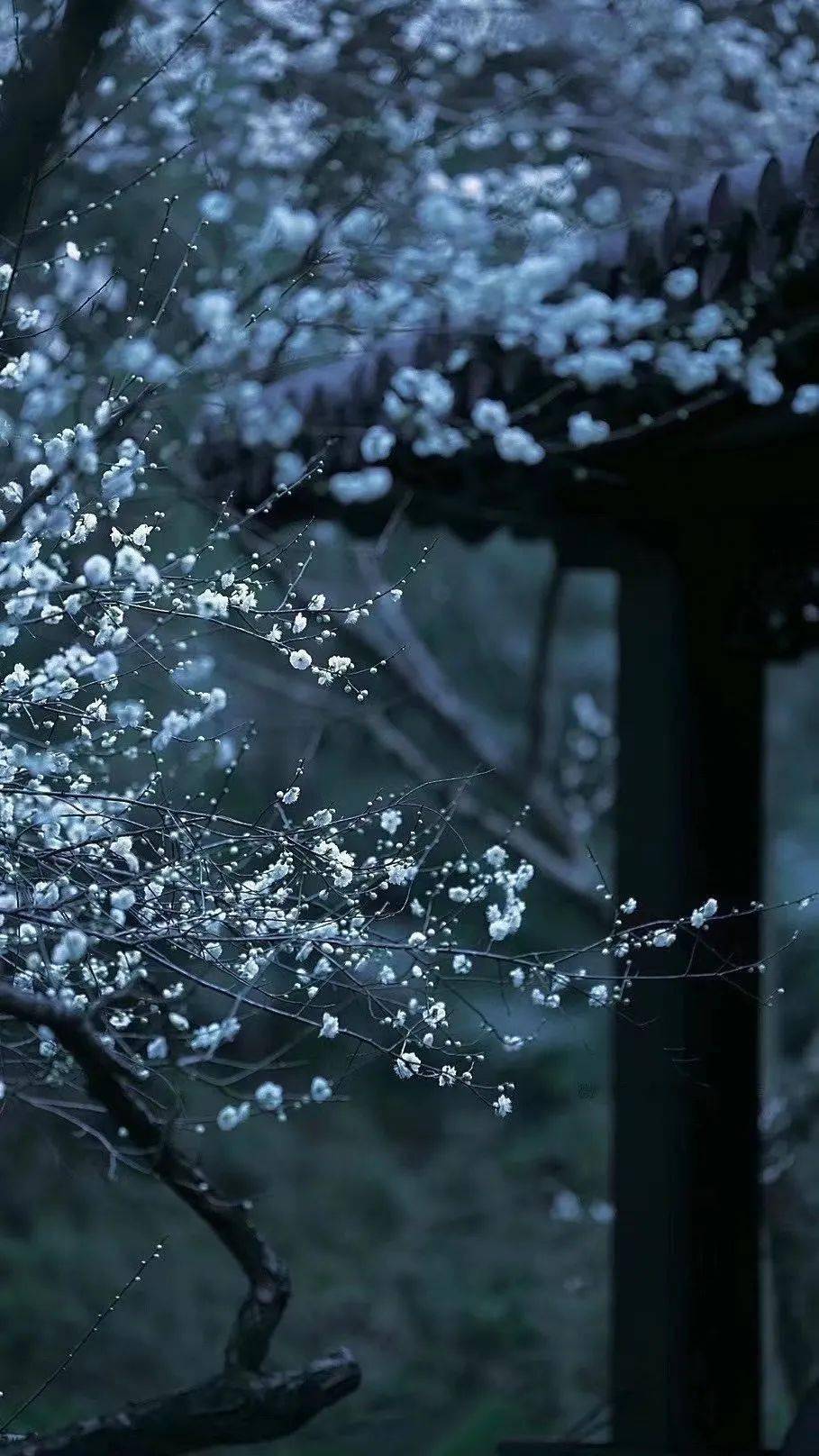 雪落梅开花三弄