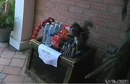 女子|女子在门口为快递员提供免费零食 结果被一只松鼠偷拿