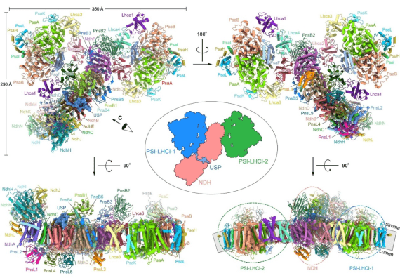 中科院植物所|我国科研人员首次解析大麦叶绿体PSI-NDH空间结构