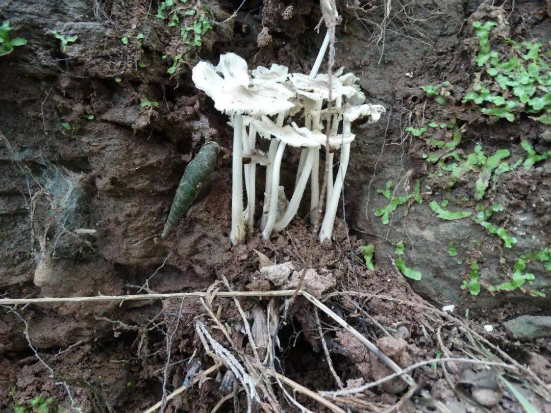 白色_伞菌_褐色