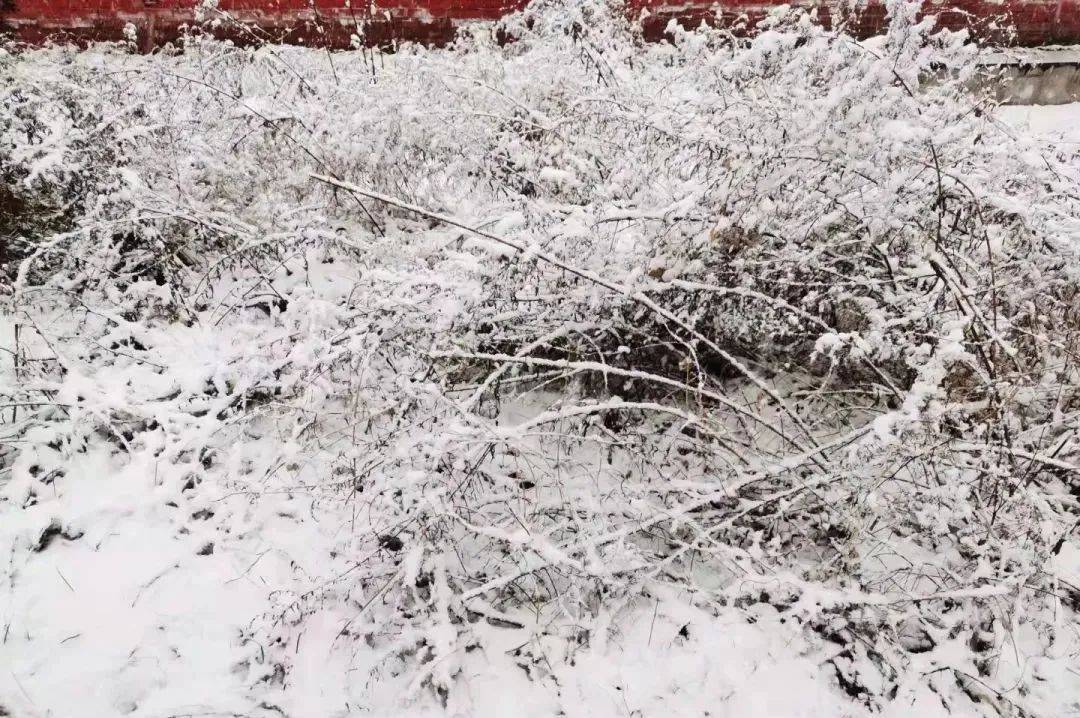 铜川|雪雪雪雪雪雪雪雪雪！陕西预警持续！