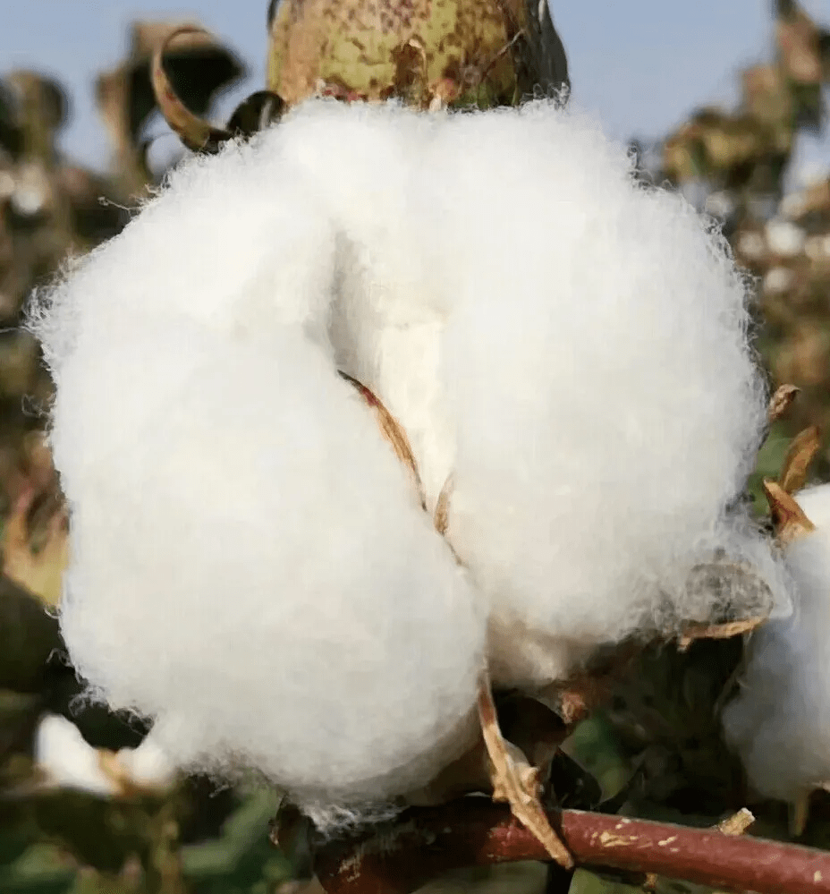 面料为什么五星级酒店的枕头总是那么舒服？｜A 口袋