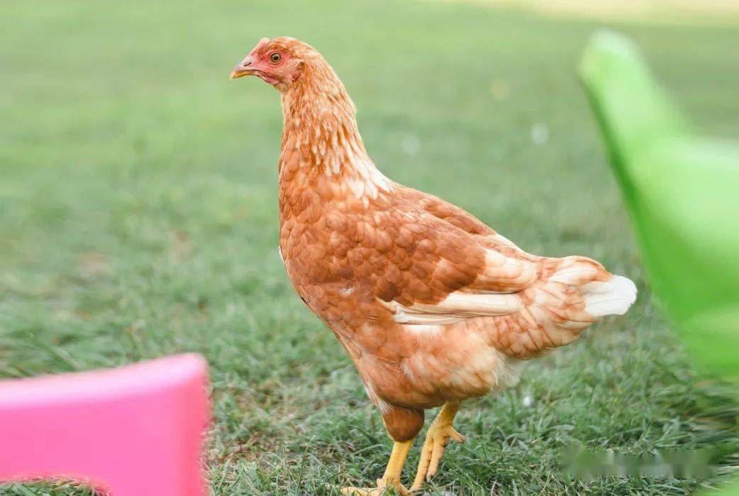 管理总结 | 青年鸡强则产蛋强!(干货)_体重_影响_蛋鸡