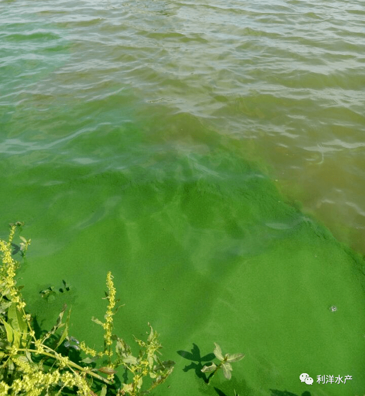 湖南岳阳湘阴草鱼市场,老塘底泥非常厚,底肥充足,水容易浓,蓝藻,甲藻