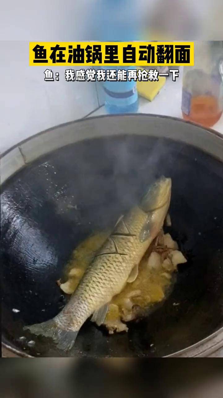 鱼在油锅里自动翻面鱼我感觉我还能再抢救一下