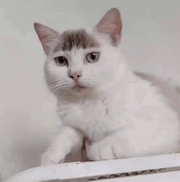 就算是高颜值猫咪,也很难驾驭齐刘海啊._大佬_脑门_猫猫