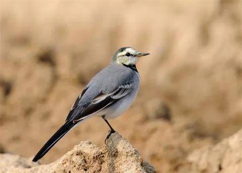 急性子的张飞鸟