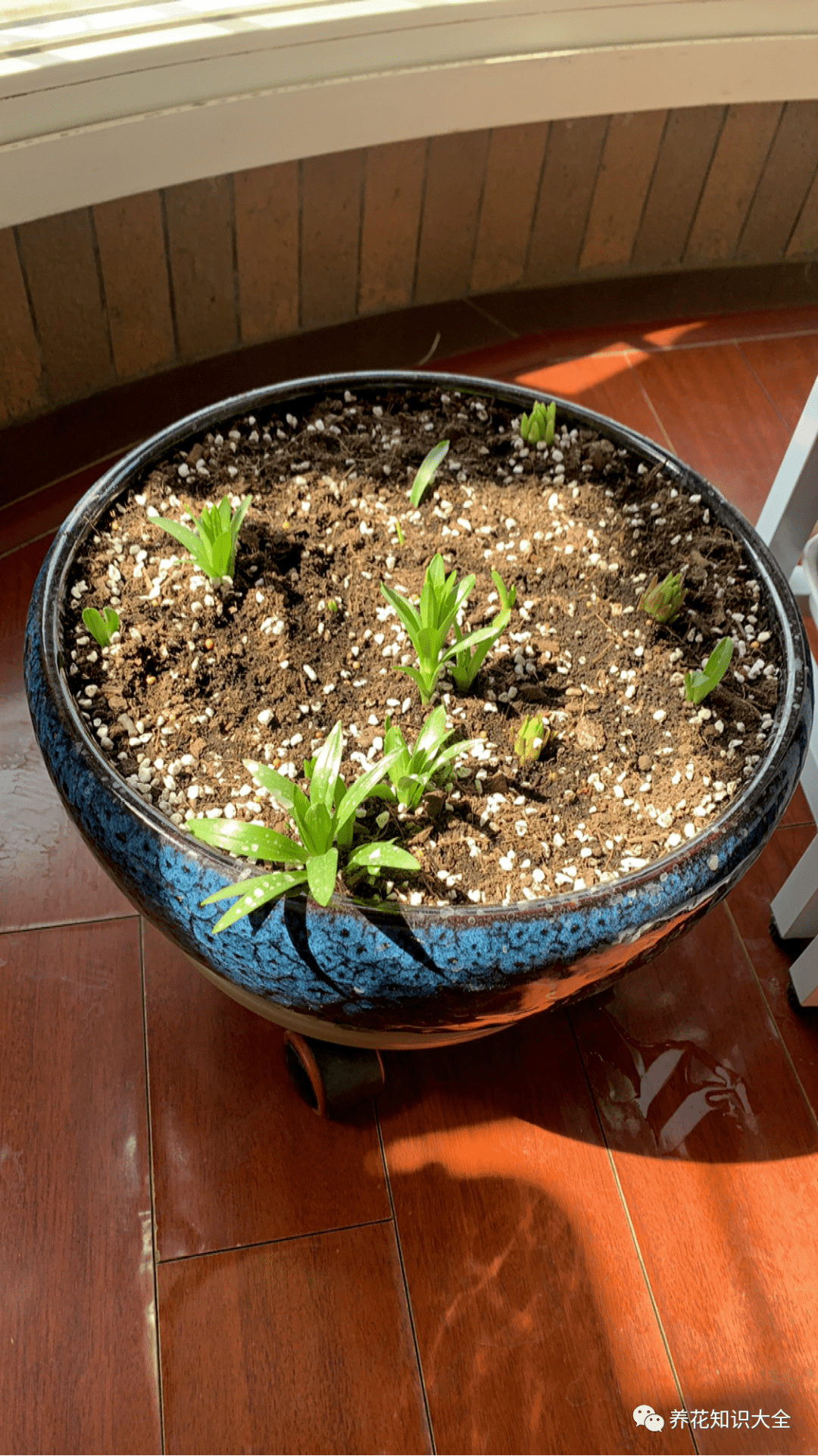 土里埋个百合种球 一周就冒芽 两个月开花 满屋子是香味 种植 养护 花花