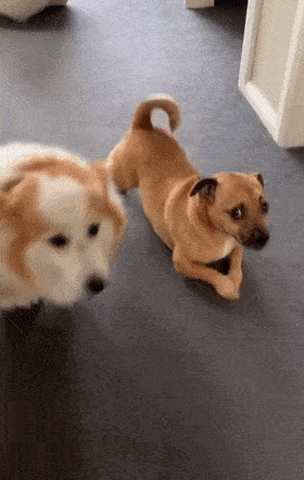 大金原来柯基都是这么打招呼的...哈哈哈这是太怂了,还是太有心机?