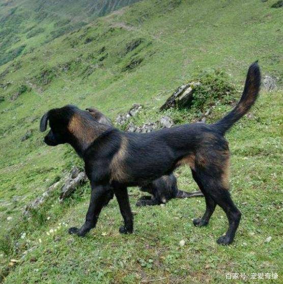 山间猛犬野猪克星这4种中华犬堪比丛林中的特种兵