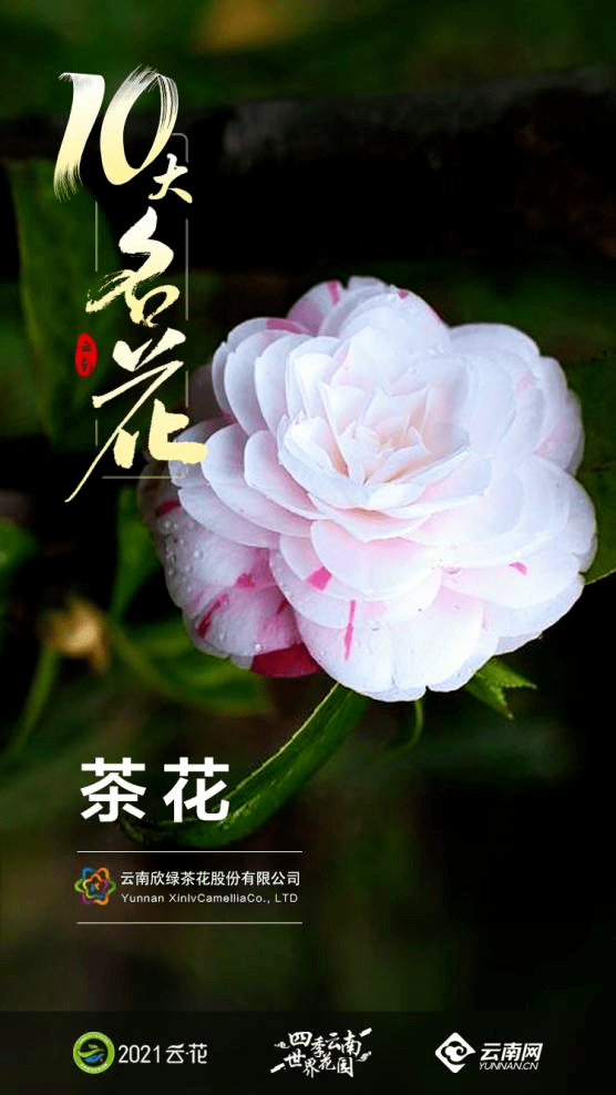 盘点 云南 10大名花 第一期 花卉 茶花 种苗