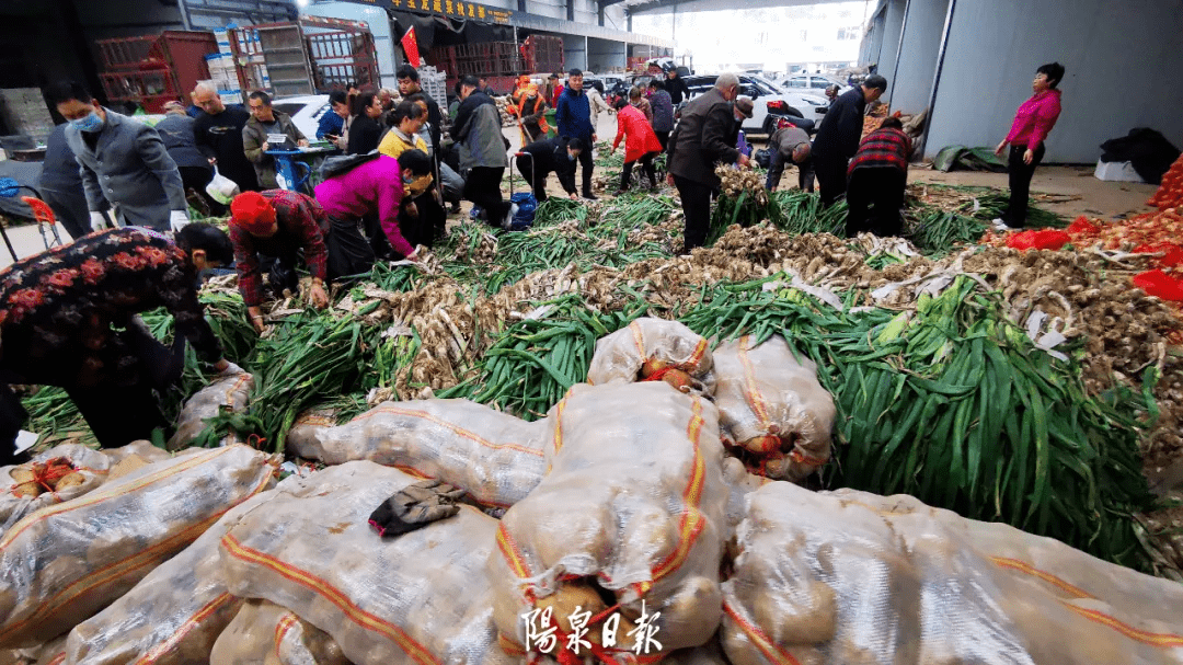 聚焦阳泉 | 现吃现买 冬储菜渐"失宠"