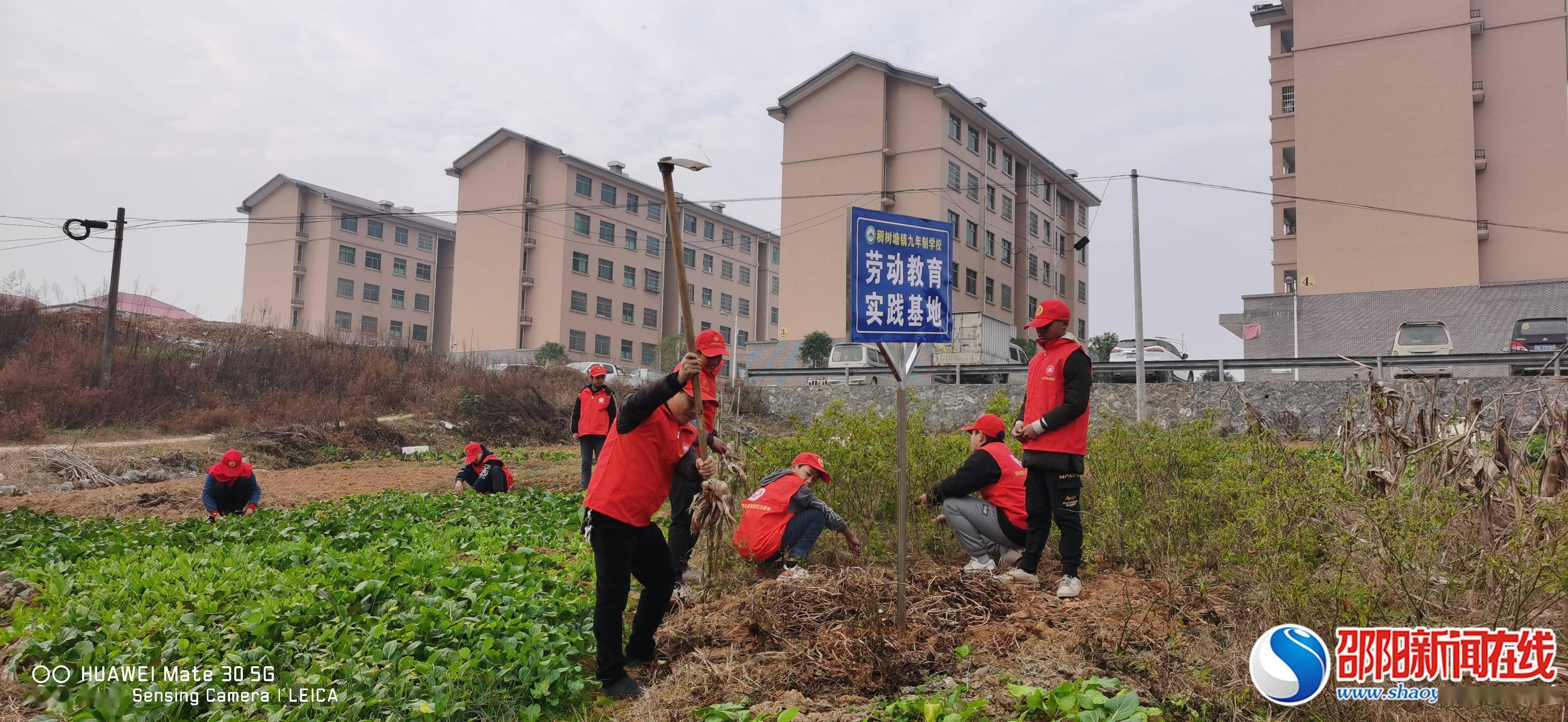 稠树塘镇|武冈市稠树塘镇九年制学校开展劳动教育实践活动