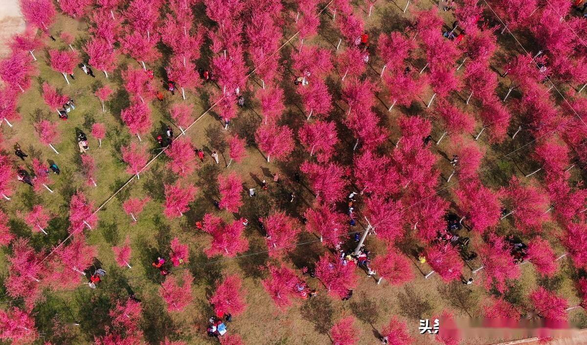 云南昆明四季如春昆明宜良山后樱花谷冬樱花悄然盛开