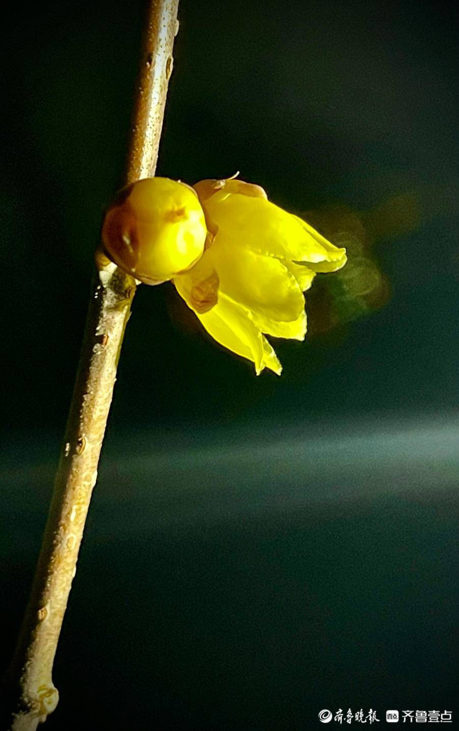 夜拍千佛山上的腊梅花,美美哒