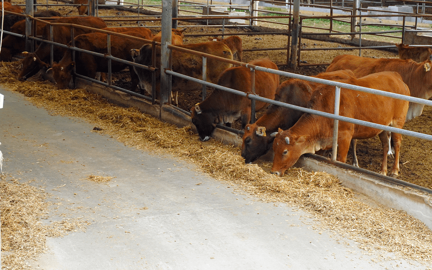 在乡村振兴上开新局宜居乡村看安顺丨走进关岭牛核心种牛场