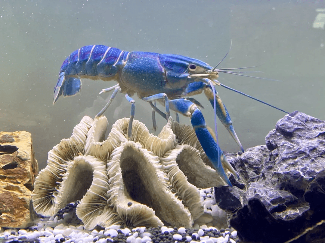 沼泽大蓝虾图片