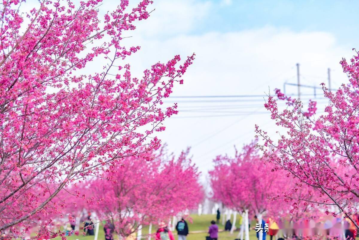 云南昆明四季如春,昆明宜良山后樱花谷冬樱花悄然盛开
