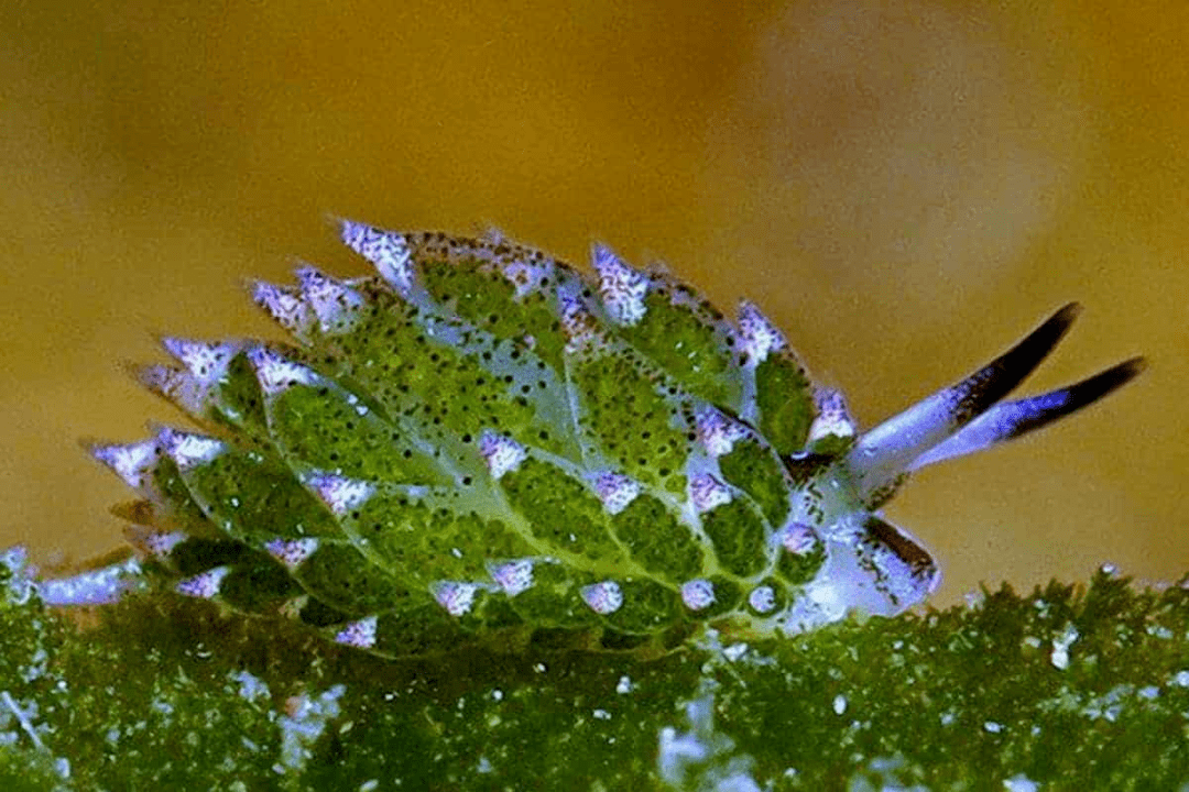 叶羊不是羊,是一种海洋生物(costasiella kuroshimae)!